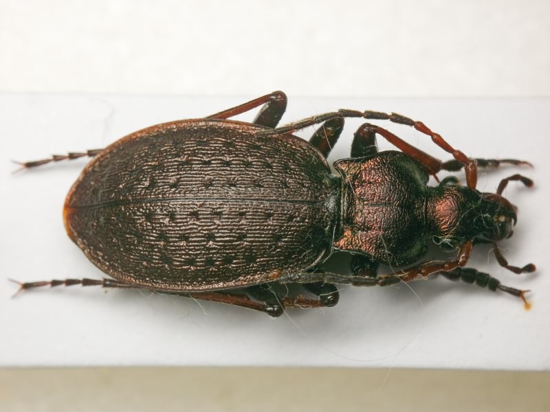 Carabus linnaei Panzer, 1810